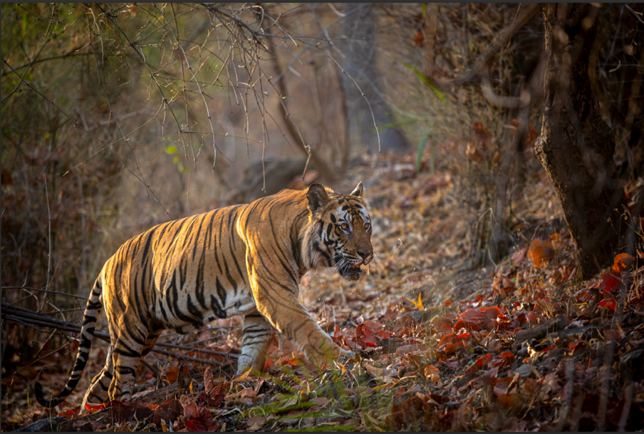 A tiger walking in the woodsDescription automatically generated