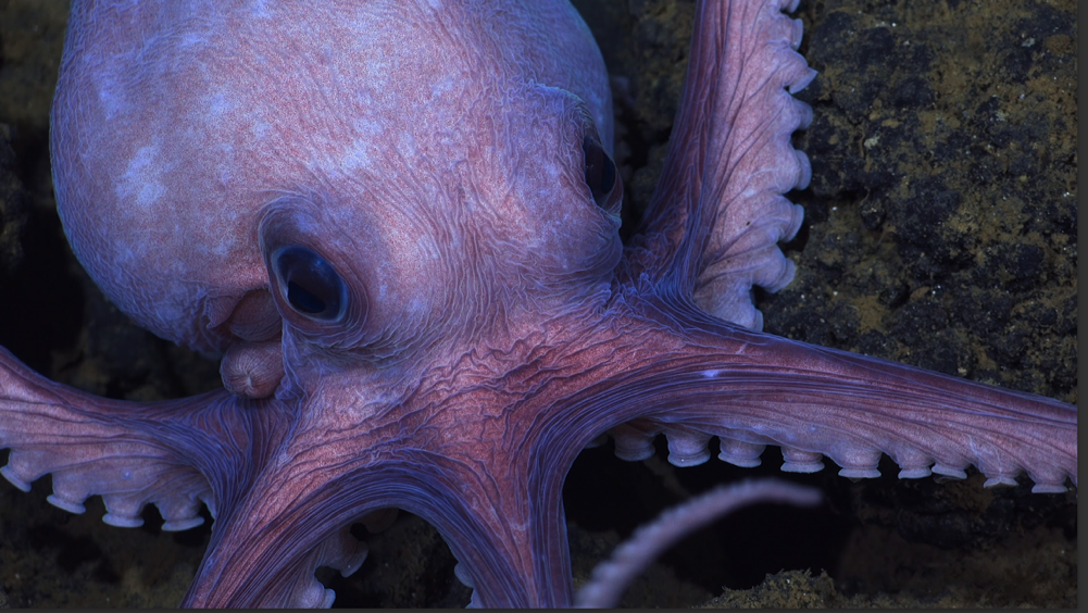 A close up of an octopusDescription automatically generated